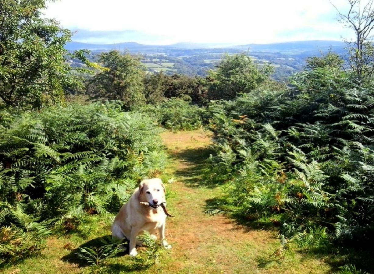 Heathergate Cottage Dartmoor Bnb Lydford Ngoại thất bức ảnh